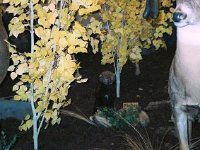 photos 2000-200901318